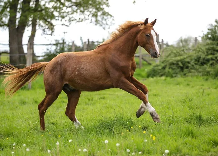 度假居 Equestre 拉罗什波赛